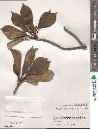 Trochodendron aralioides image