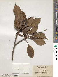 Trochodendron aralioides image