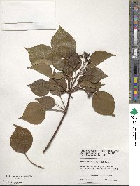 Trochodendron aralioides image