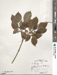 Trochodendron aralioides image