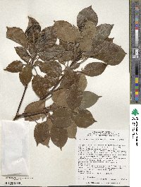 Trochodendron aralioides image