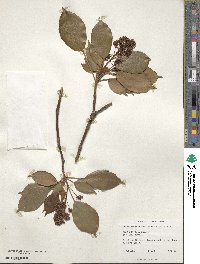 Trochodendron aralioides image