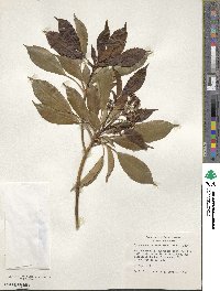 Trochodendron aralioides image