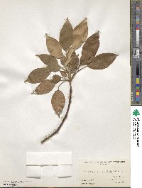 Trochodendron aralioides image