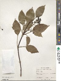 Trochodendron aralioides image