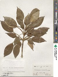 Trochodendron aralioides image