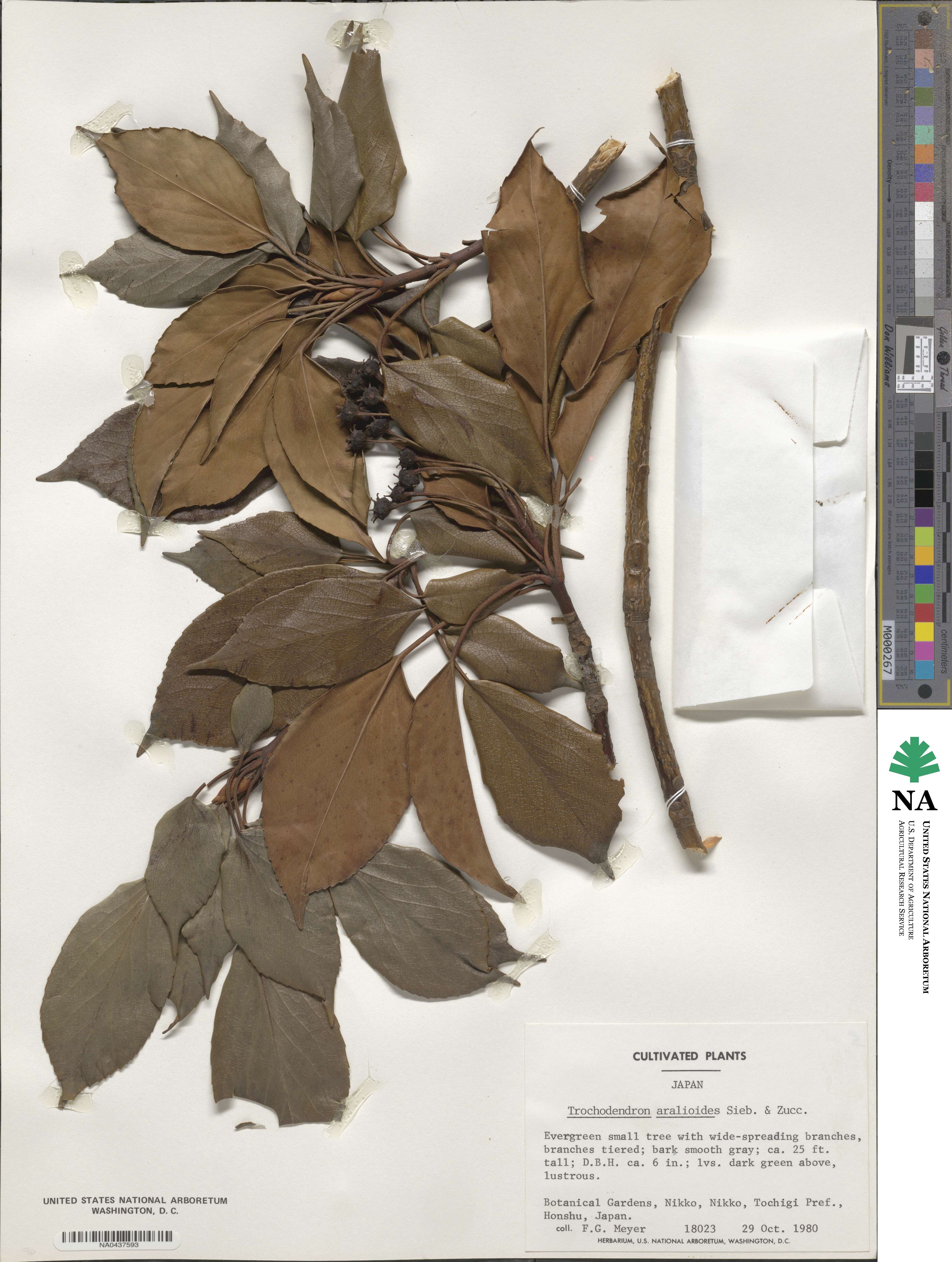 Trochodendron aralioides image