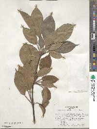 Trochodendron aralioides image