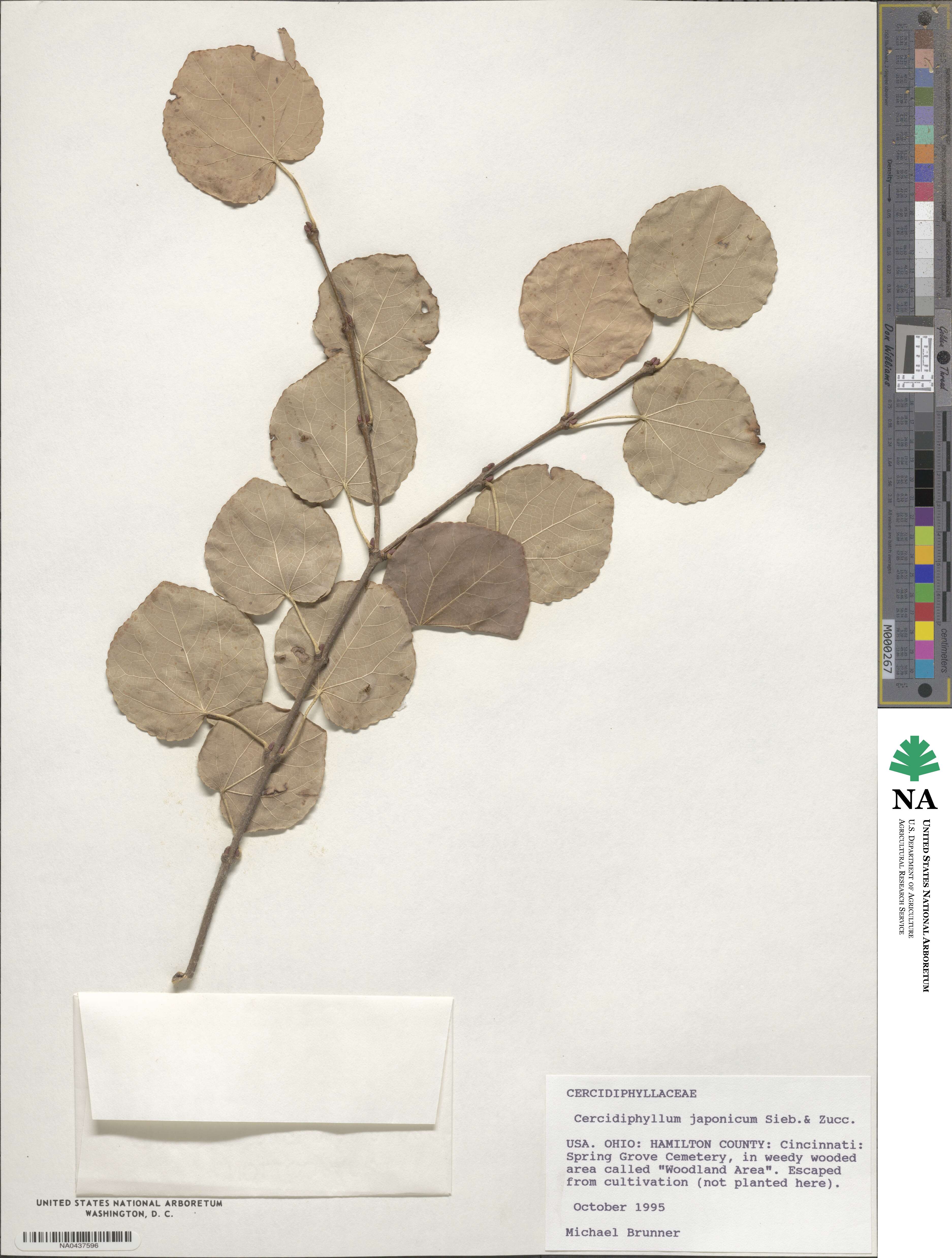 Cercidiphyllum japonicum image