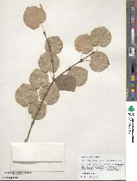 Cercidiphyllum japonicum image