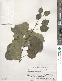 Cercidiphyllum japonicum image