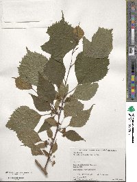 Euptelea polyandra image