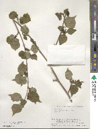 Euptelea polyandra image