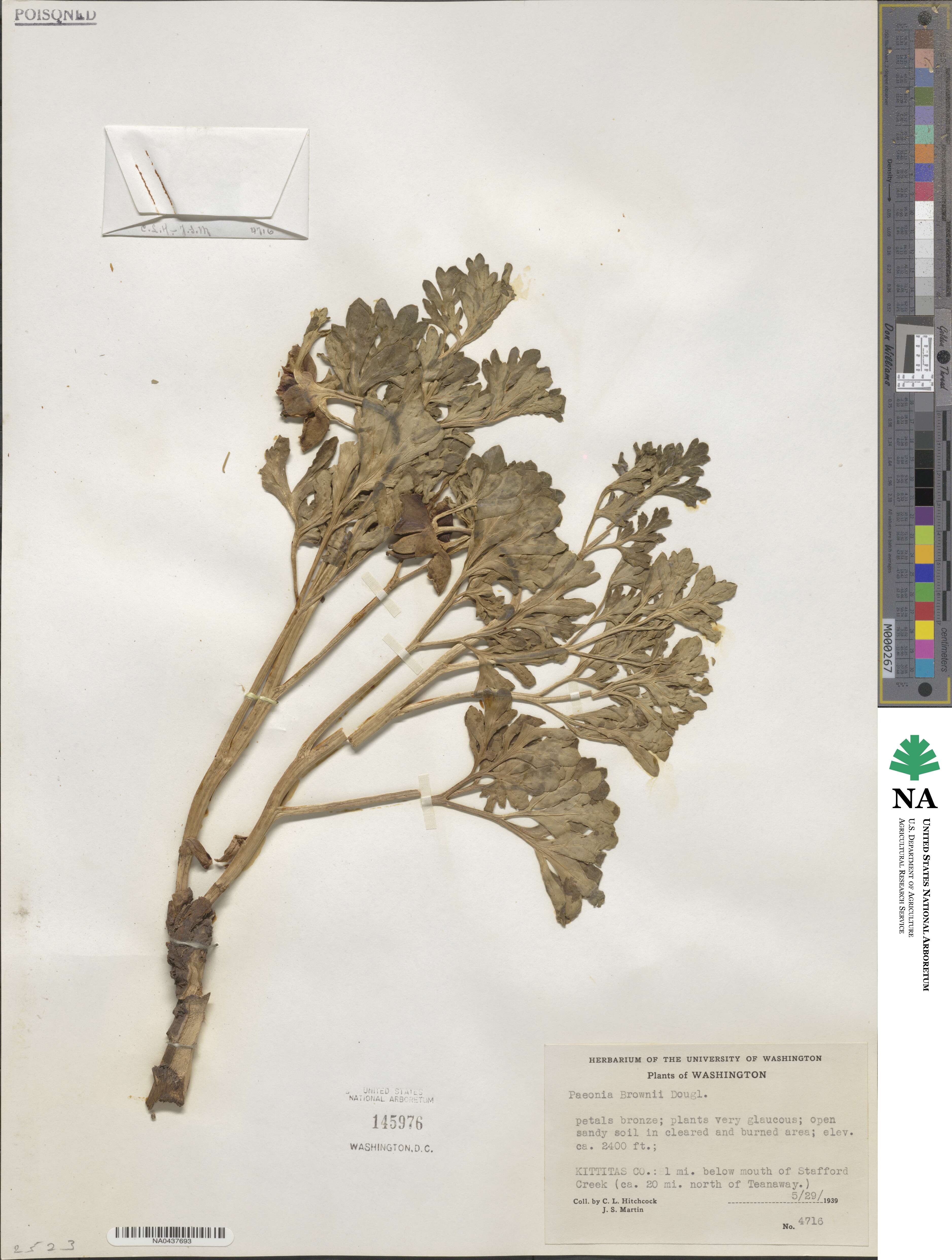 Paeonia brownii image