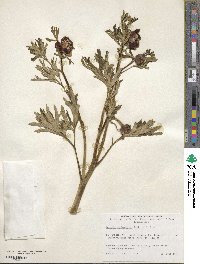 Paeonia californica image