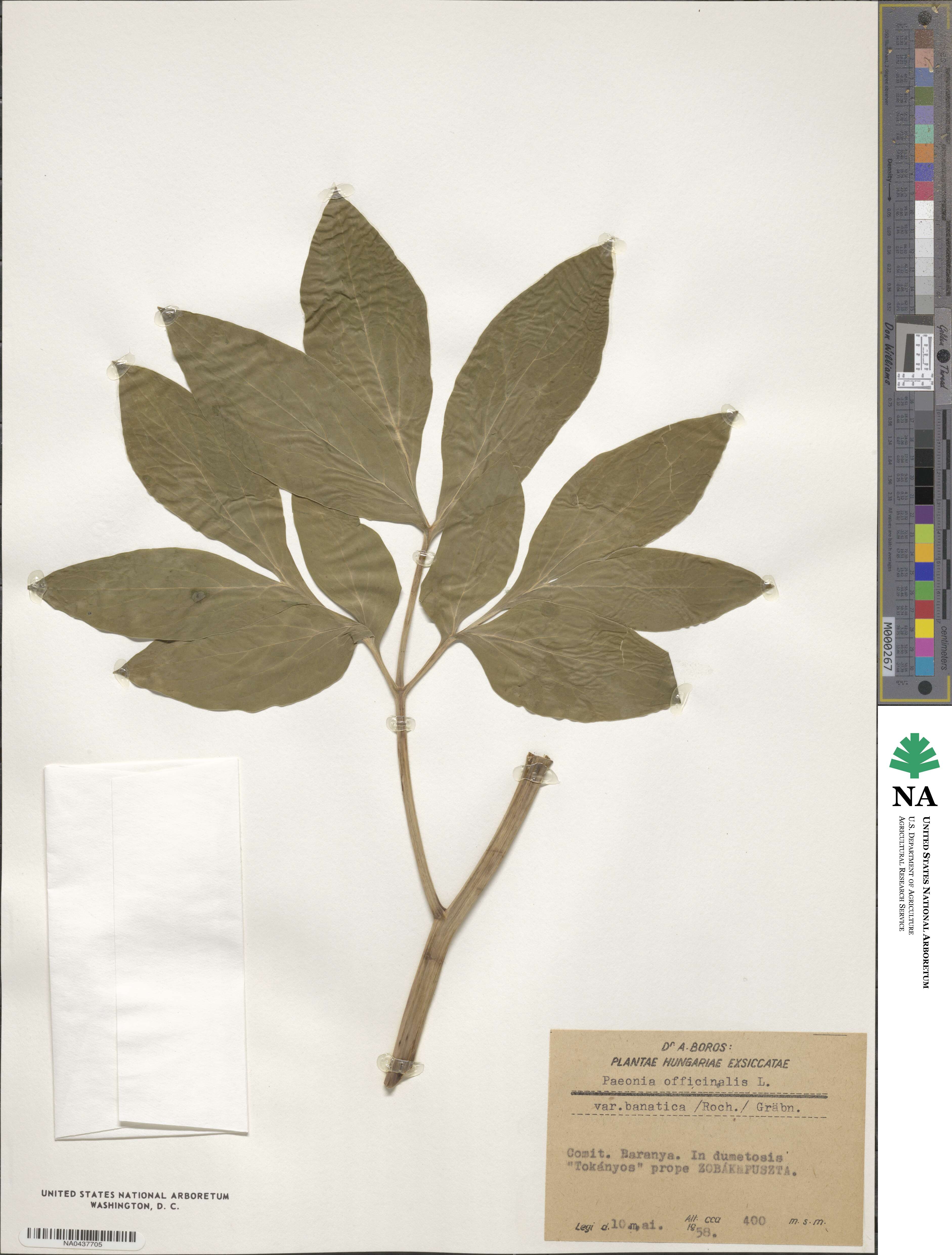 Paeonia officinalis subsp. banatica image