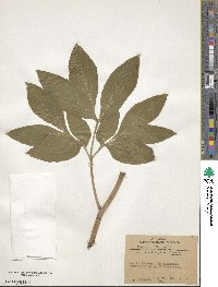 Paeonia officinalis image