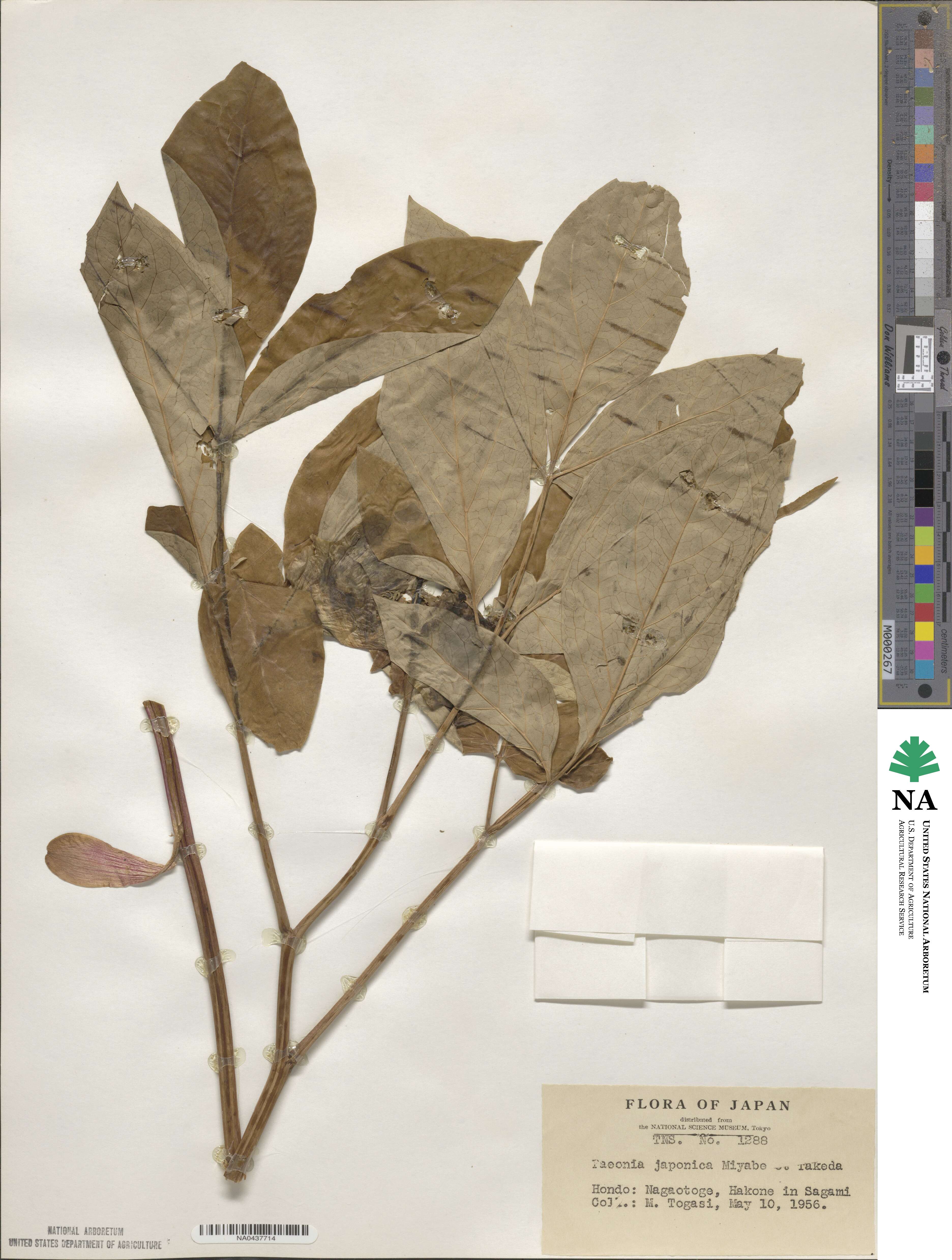 Paeonia obovata image