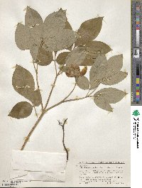 Paeonia obovata image