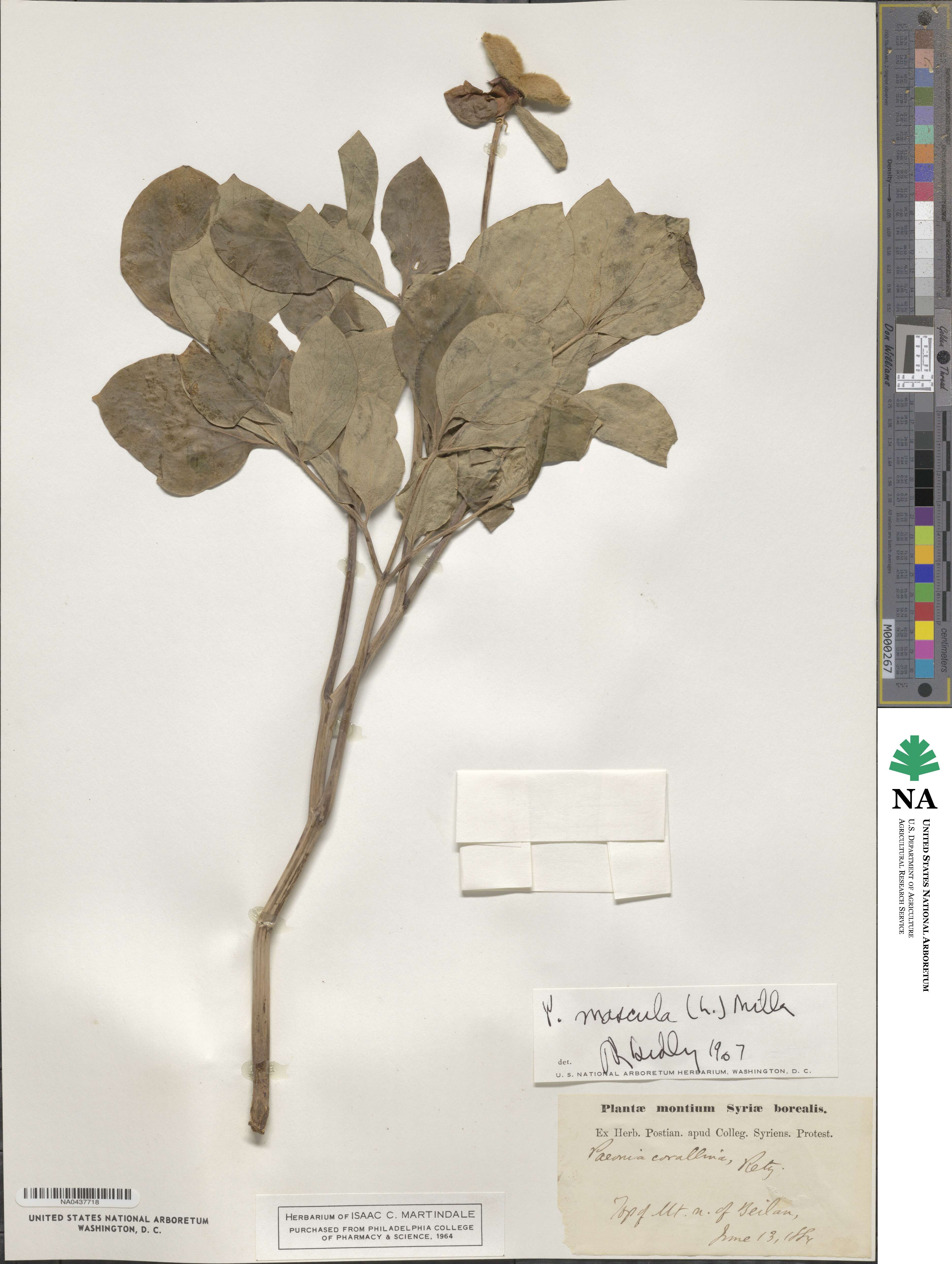 Paeonia mascula image