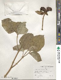 Paeonia obovata image