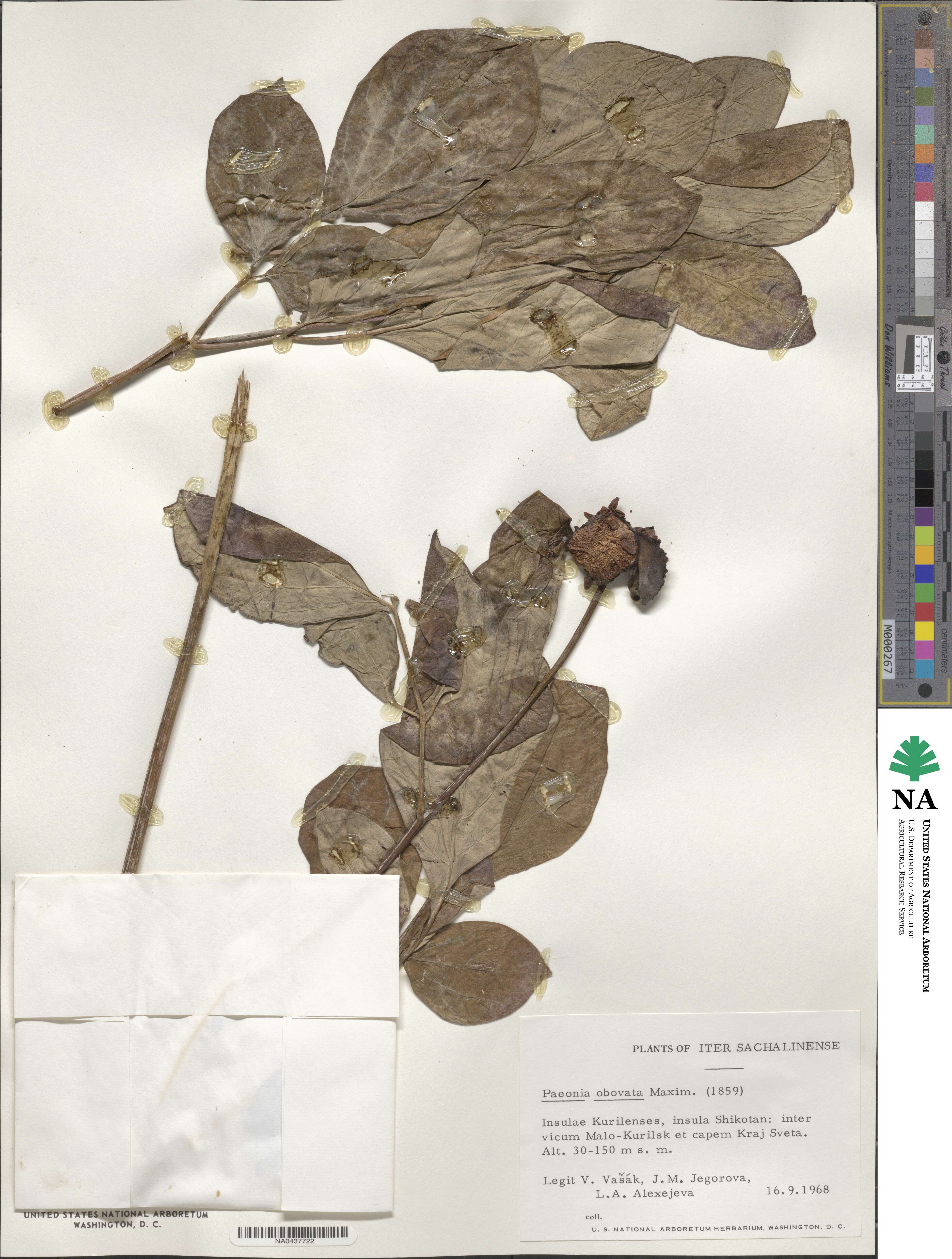 Paeonia obovata image