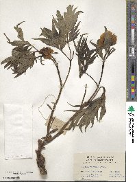 Paeonia anomala subsp. veitchii image