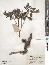 Paeonia anomala subsp. veitchii image