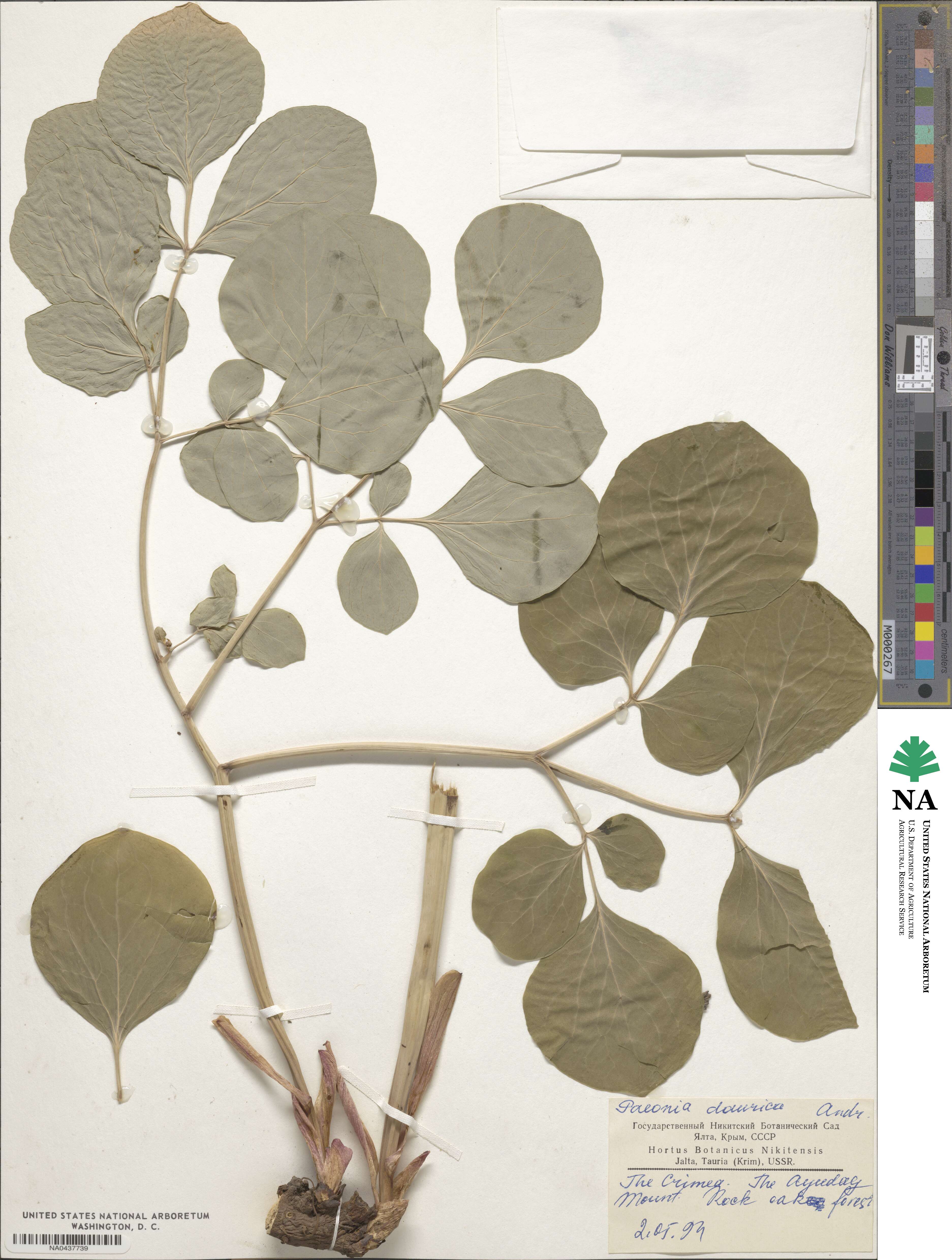 Paeonia daurica image