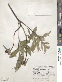 Image of Paeonia delavayi