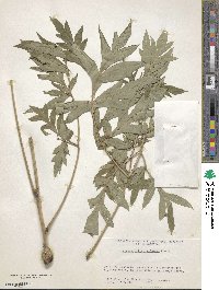 Paeonia delavayi image