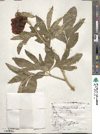 Paeonia lactiflora image