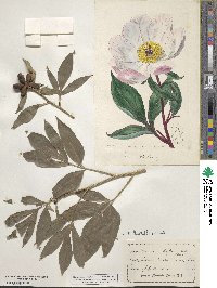 Paeonia lactiflora image