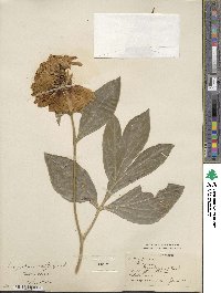 Paeonia lactiflora image