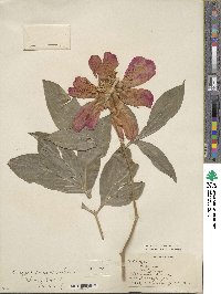 Paeonia lactiflora image