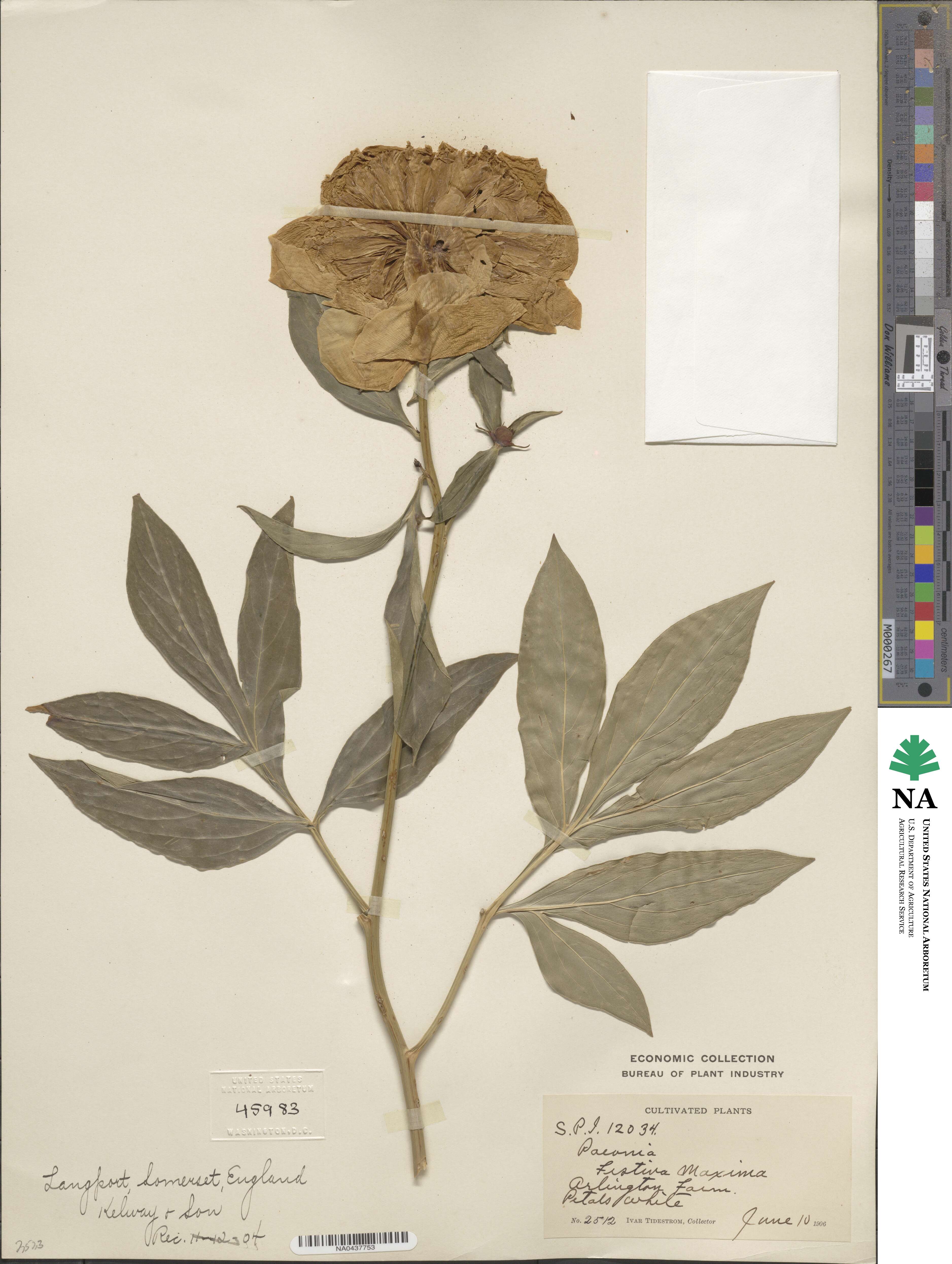 Paeonia lactiflora image