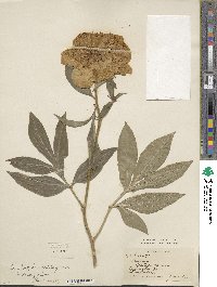 Paeonia lactiflora image