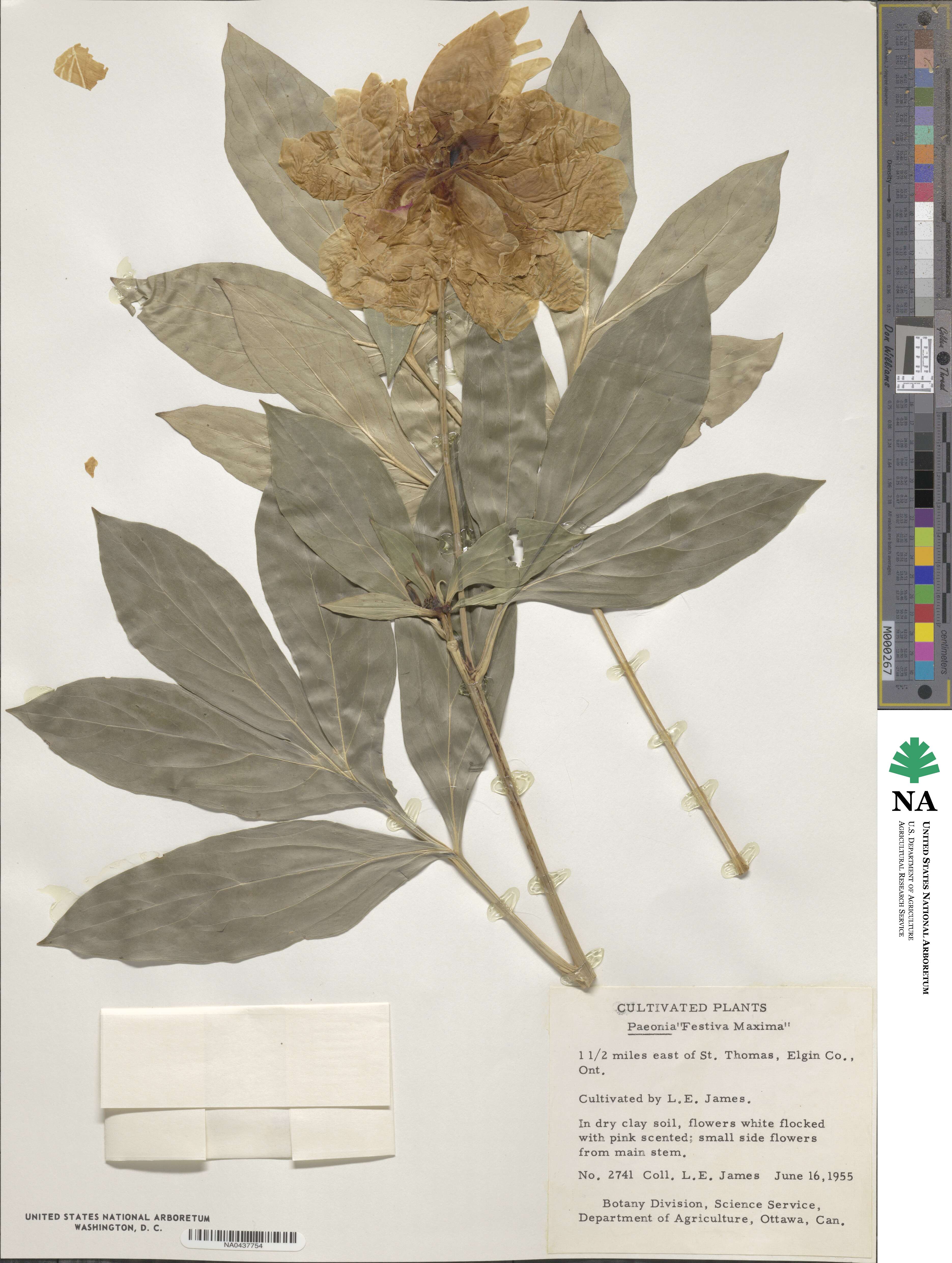 Paeonia lactiflora image