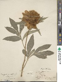 Paeonia lactiflora image