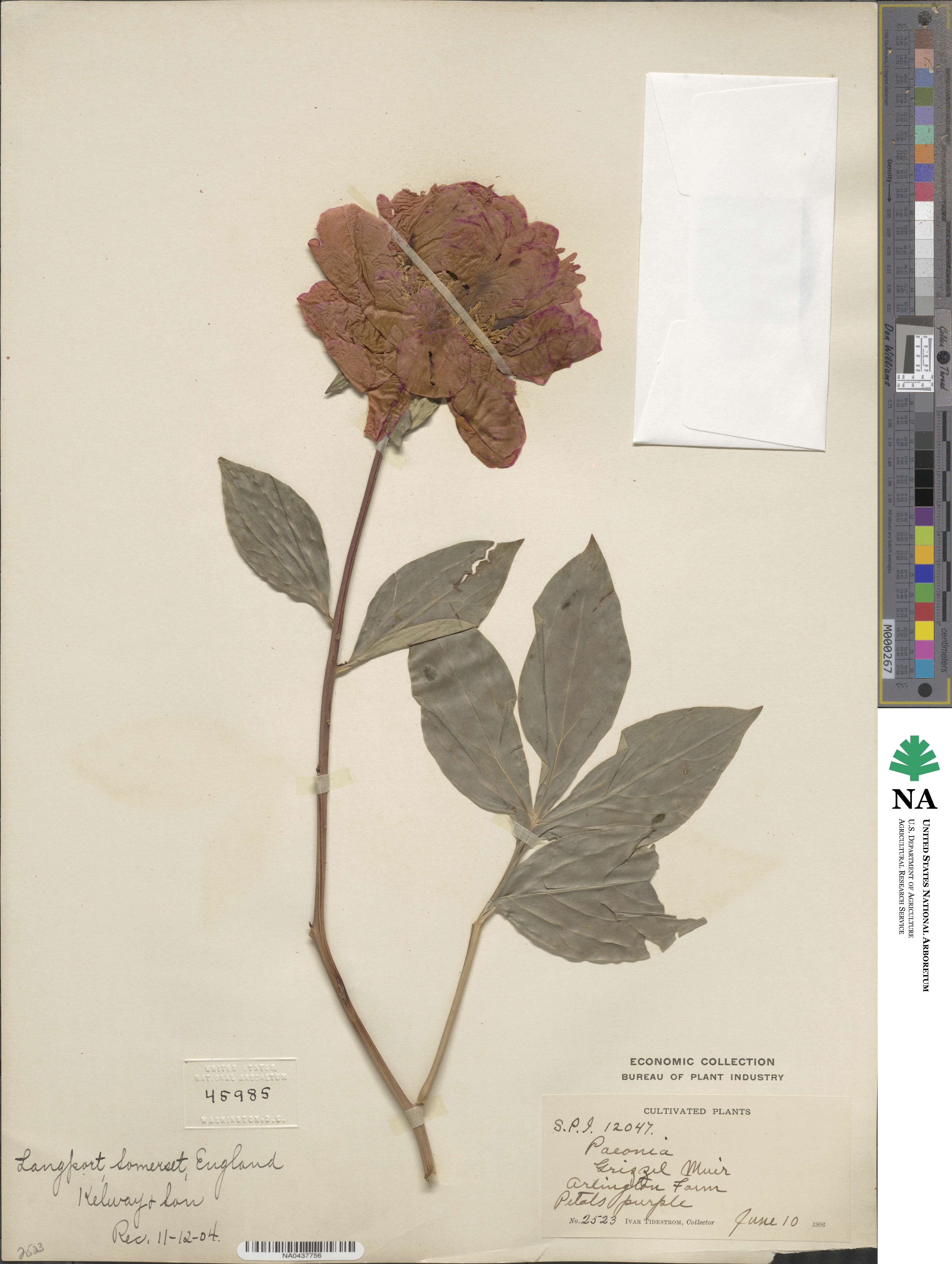 Paeonia lactiflora image