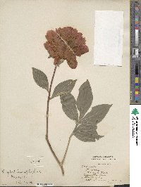 Paeonia lactiflora image