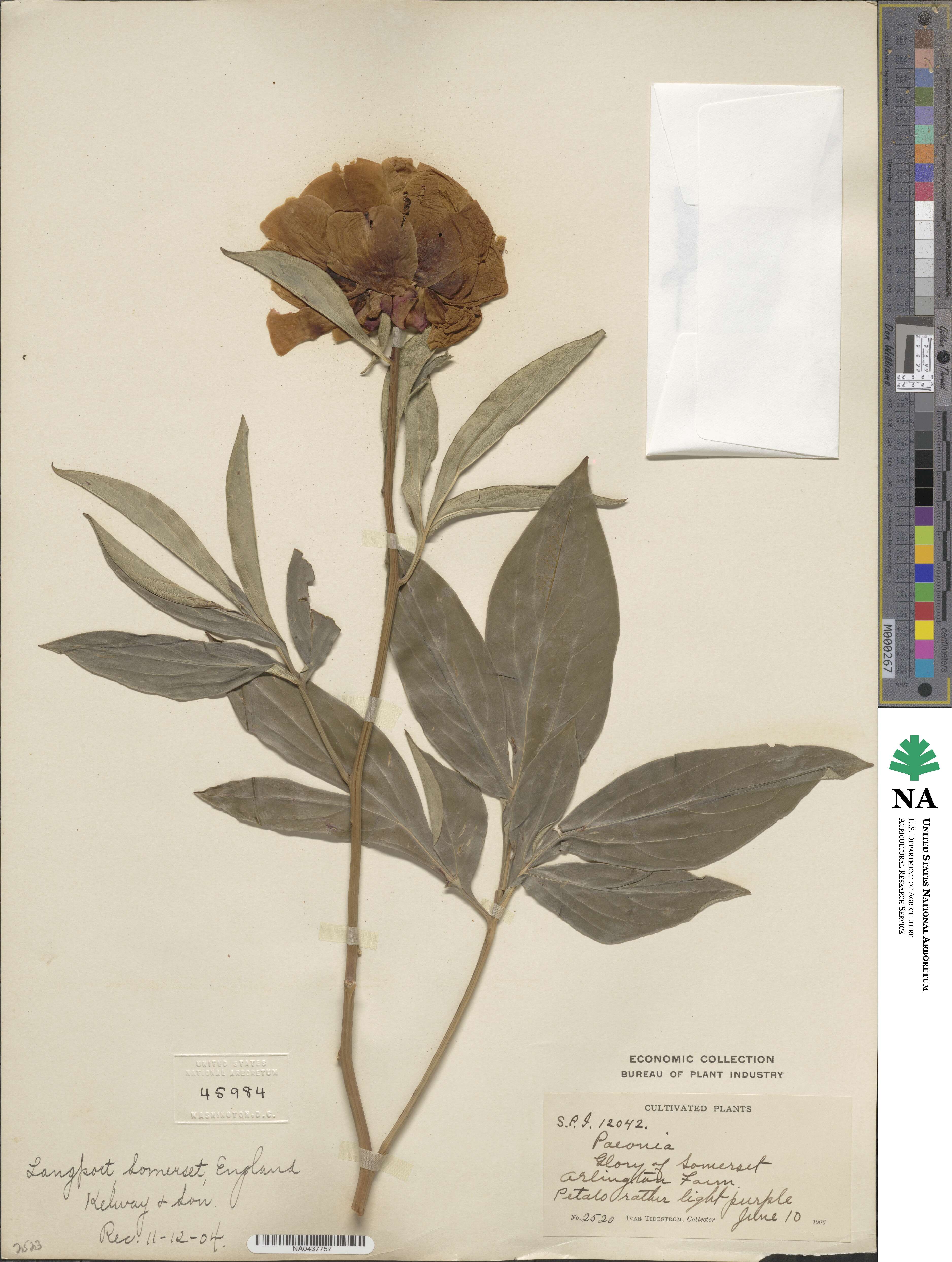 Paeonia lactiflora image