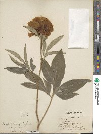 Paeonia lactiflora image