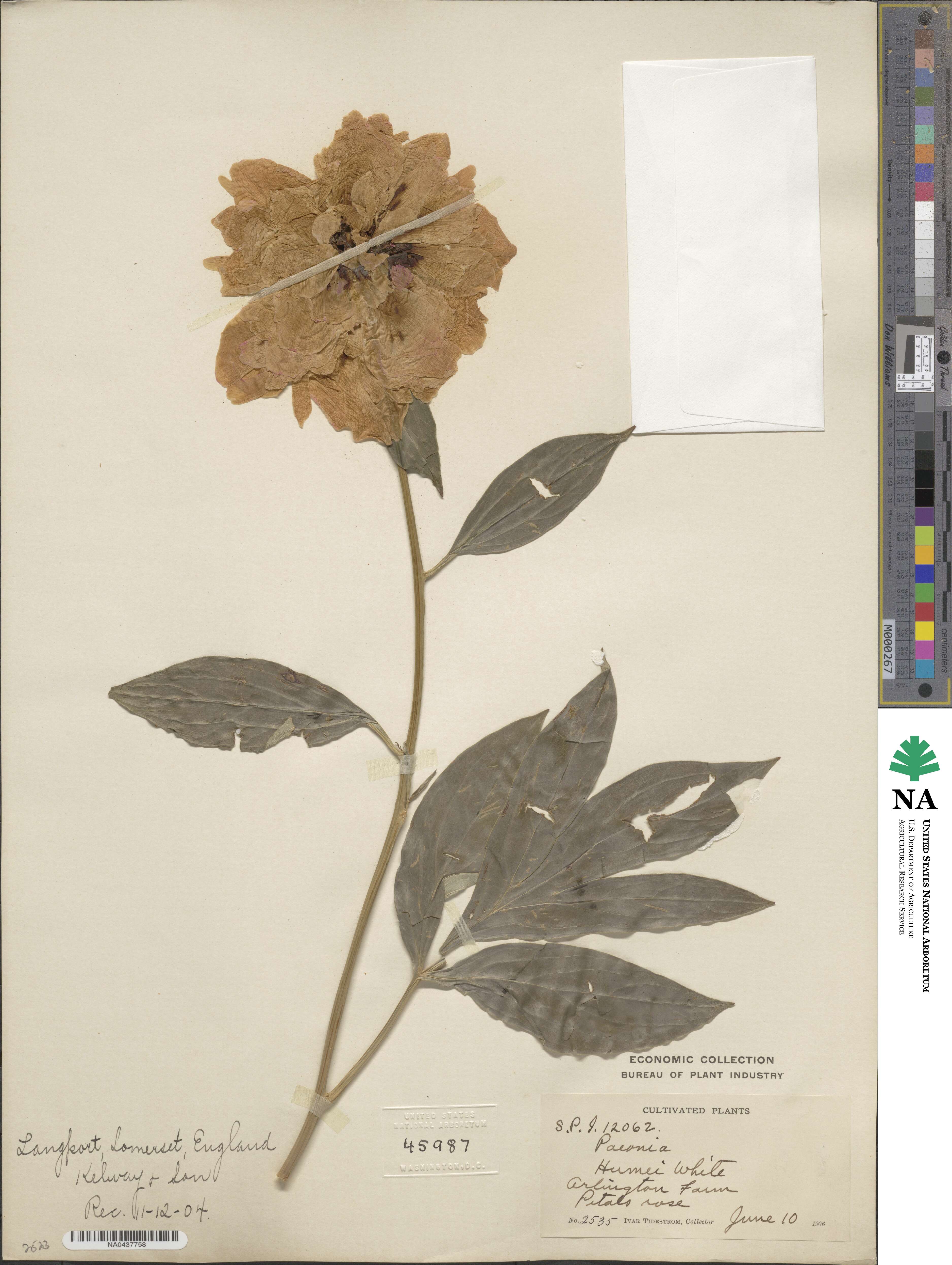 Paeonia lactiflora image