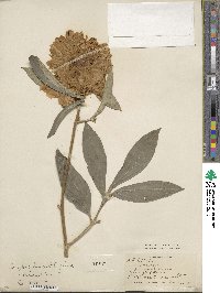 Paeonia lactiflora image