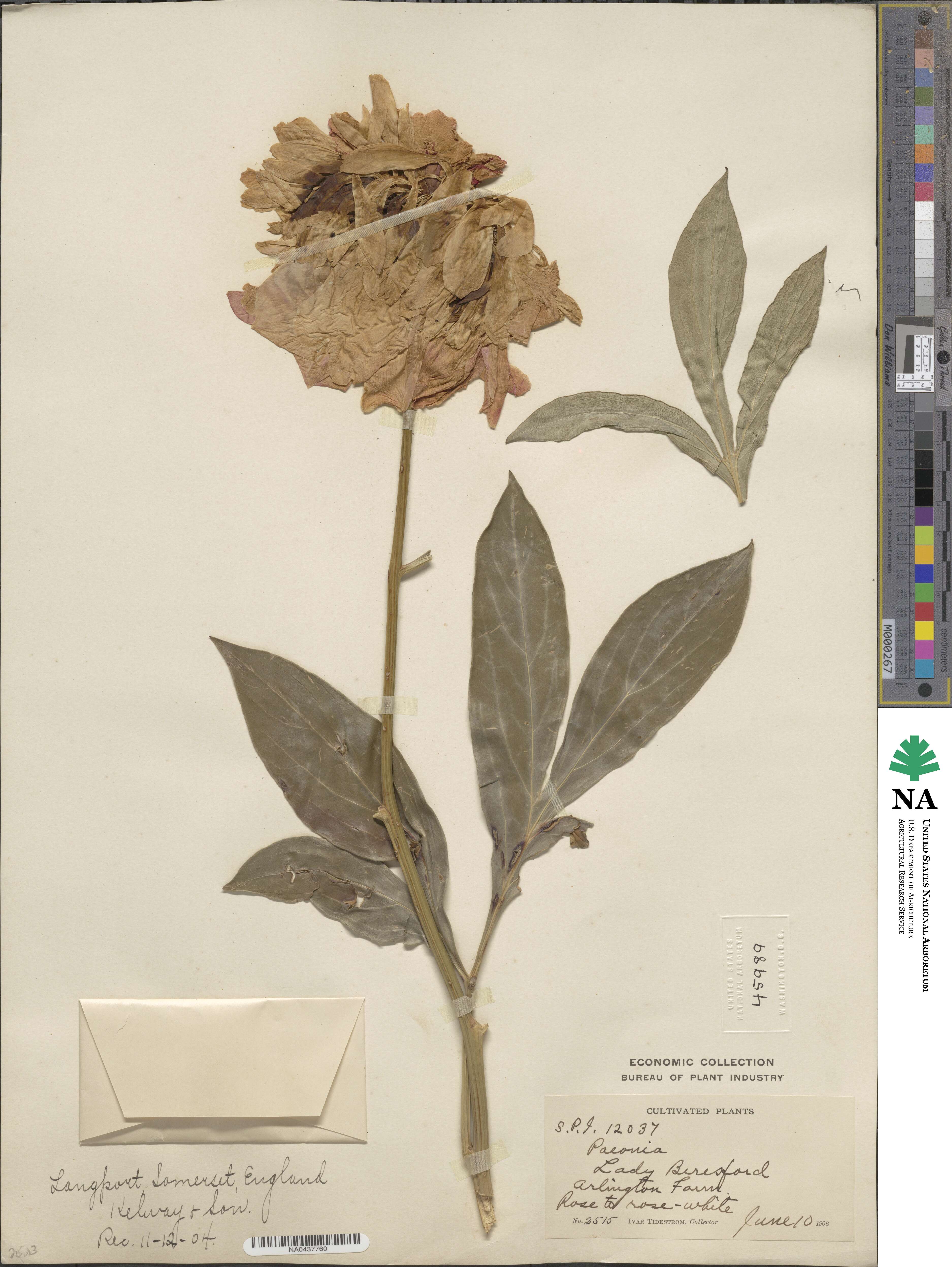 Paeonia lactiflora image