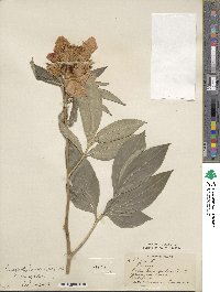 Paeonia lactiflora image