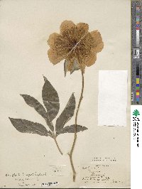 Paeonia lactiflora image