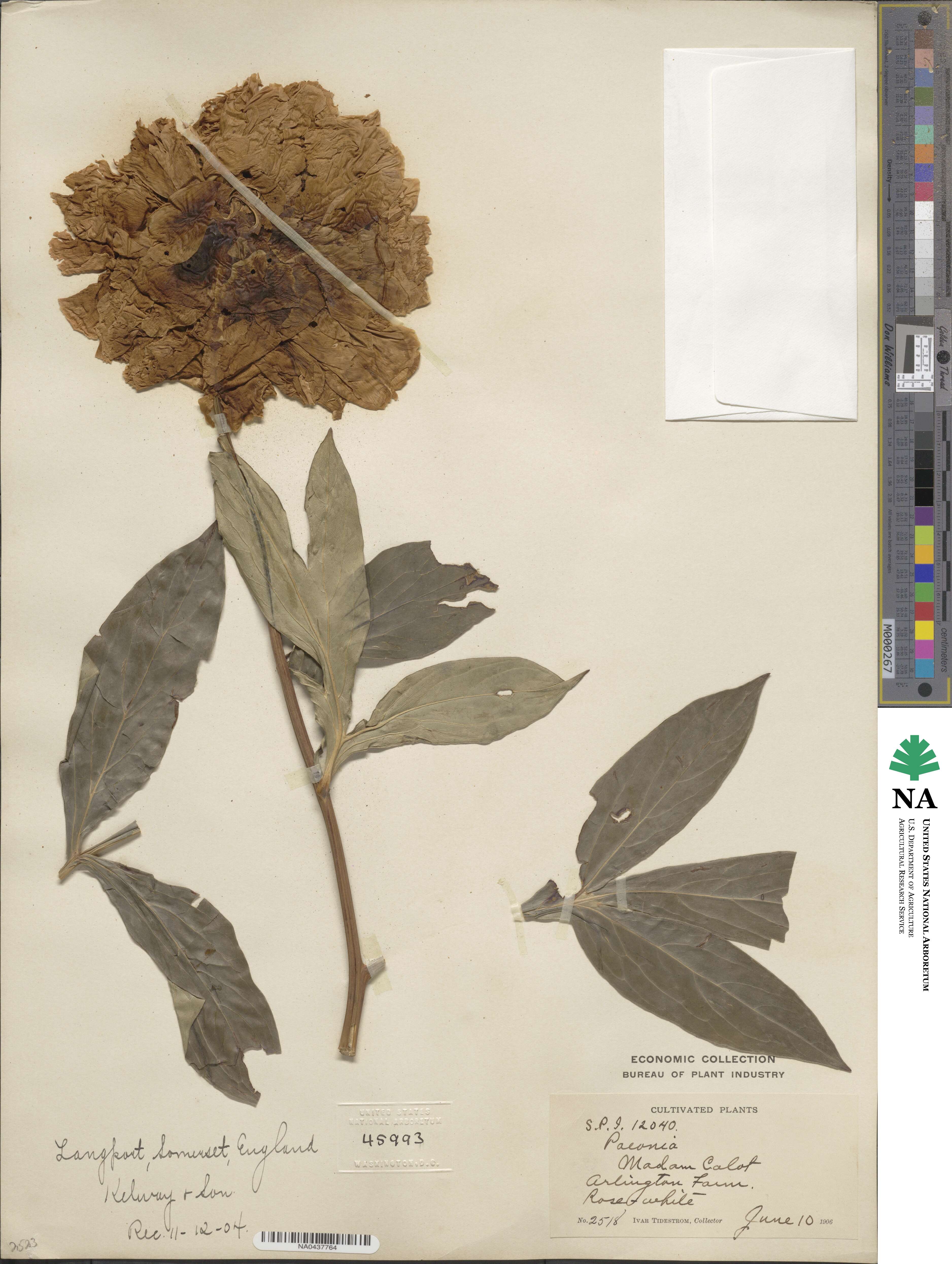 Paeonia lactiflora image