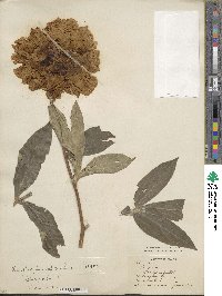 Paeonia lactiflora image